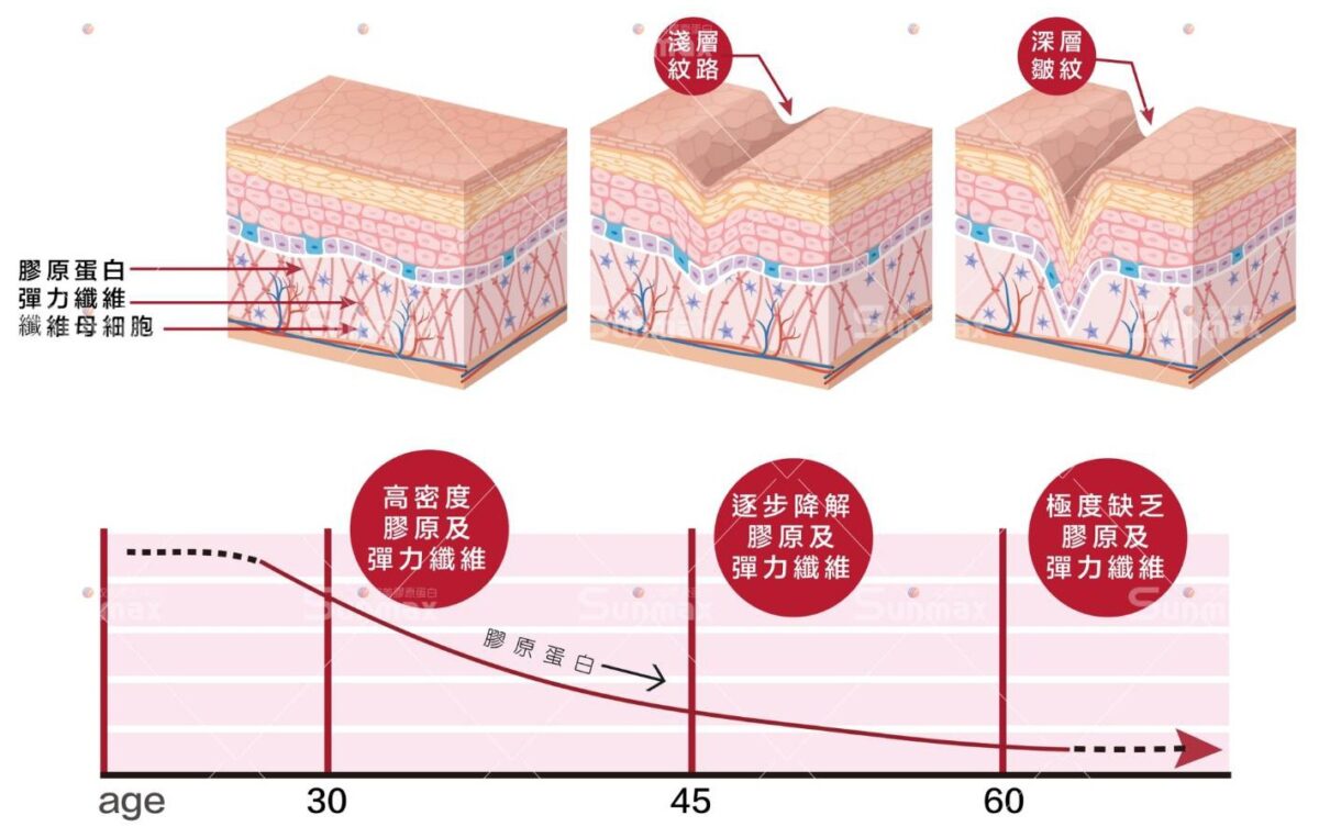 雙美膠原蛋白作用原理