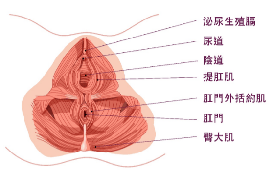 骨盆底肌構造緊實肌肉群私密處女膜整形手術漏尿