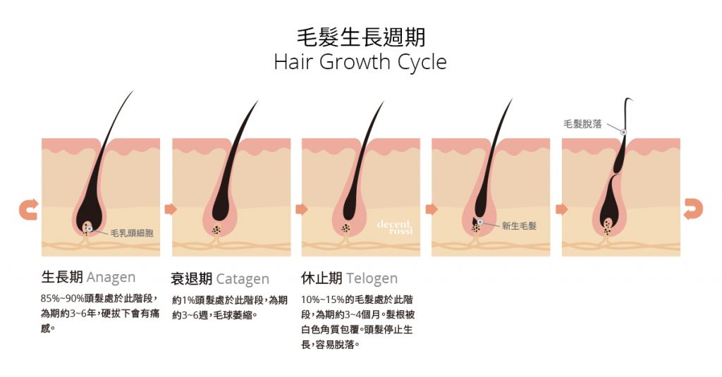 頭髮生長週期植髮雄性禿