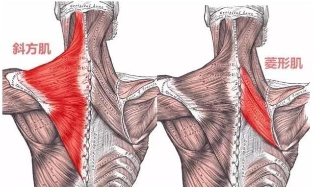 肉毒肩膀斜方肌肌肉構造原理瘦肩針